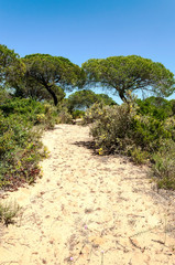 Fields of Andalusia with trees