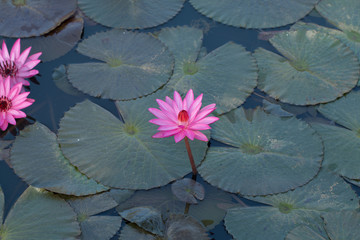 Beautiful Pink Lotus in natural water pool