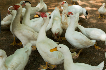 Herd of ducks in farm animal. Ducks standing on soil floor.