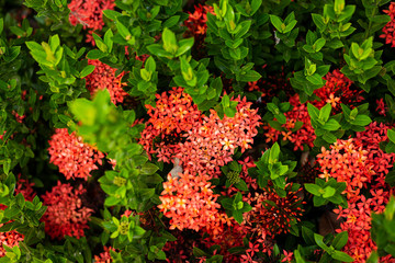 Beautiful Red spike flower,King Ixora blooming (Ixora chinensis) and green leaves. spike flower in...