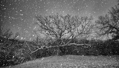 Snowy night tree