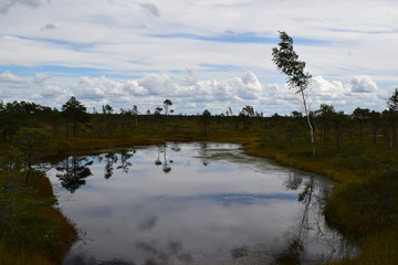 Obraz na płótnie Canvas Kemeri national park, bog and lakes landscape picture with trees refelcting in the water