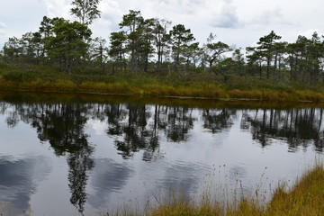 Kemeri national park, bog and lakes landscape picture with trees refelcting in the water