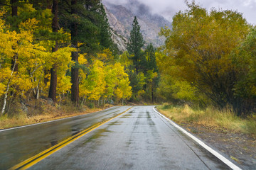 Road lined up with colorful aspen trees on a rainy fall day, Lake June Loop road, eastern Sierra mountains, California