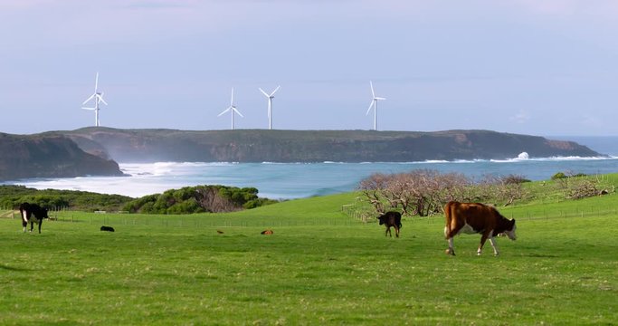 Pretty farmland on coast with cows and wind farm in background. Filmed in Western Victoria, Australia.