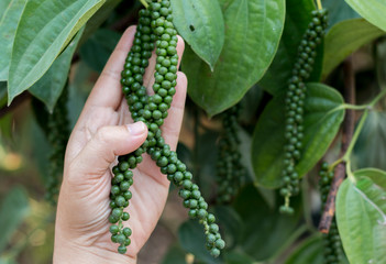 Ripe black pepper on the tree, species plantation