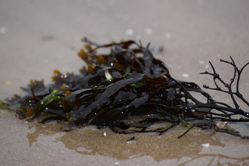 wet seaweed on the sand in seawater macro