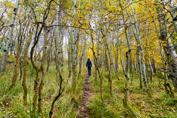 Walking path through an aspen tree grove dressed in autumn foliage on a cloudy day, the Eastern Sierra mountains, California