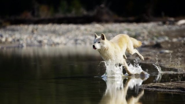 Wild grey wolf crossing a river outdoor on National Reserve