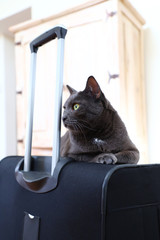 Gray cat sitting on a suitcase