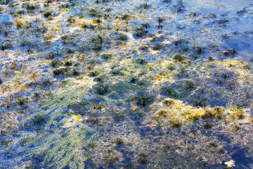 Seaweed under water lake