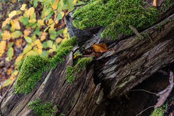 Totholz Baumstamm Moosschicht