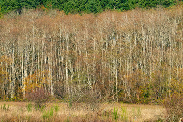 Trees Along Mud Bay