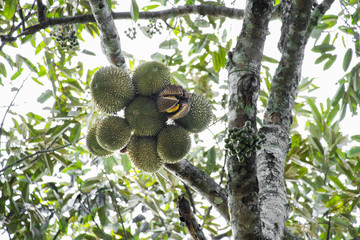 Obraz premium Durian is a fruit that is known as the king of fruits. The durian fruit is large and spiky, covered throughout the shell. The shell is green to brown. The texture is yellow.