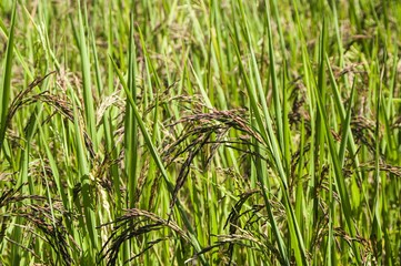 Paddy and rice ; Paddy and rice background images