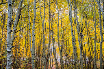Aspen tree grove dressed in autumn foliage on a cloudy day, the Eastern Sierra mountains, California