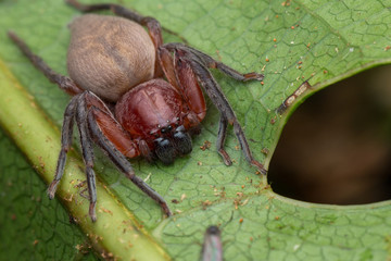 Hunstman Spider on green Leaves , Beautiful Spider in Sabah, Borneo ( Selective Focus)