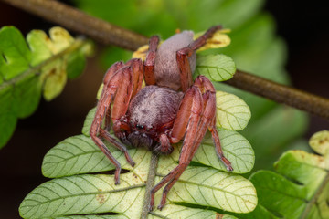 Hunstman Spider on green Leaves , Beautiful Spider in Sabah, Borneo ( Selective Focus)