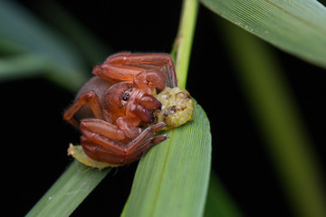 Hunstman Spider on green Leaves , Beautiful Spider in Sabah, Borneo ( Selective Focus)