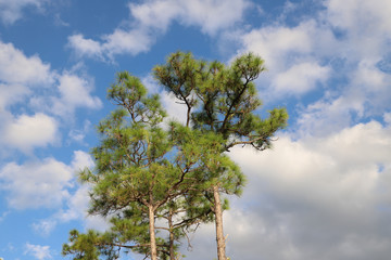 The tops of the pines against the blue sky and white clouds