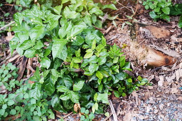 Young plant growing on the stump in forest