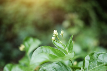 jasminum sambac arabic jasmin oleacea tree in garden with natural sunlight