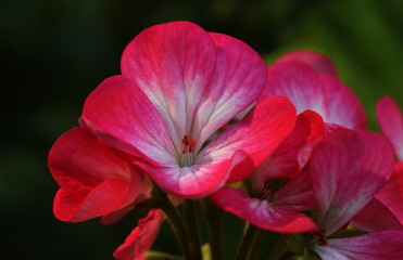 Pink and white pelargonium flower up close against a dark green background.
