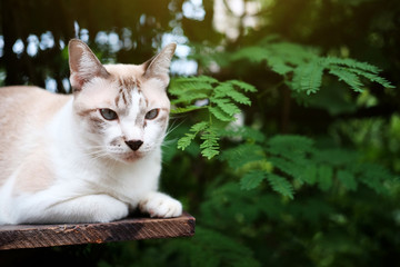 Siamese cat and grey Cat relax with natural light in The garden