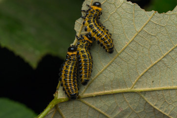 A group of sawfly larva on leaves (selective focus) 