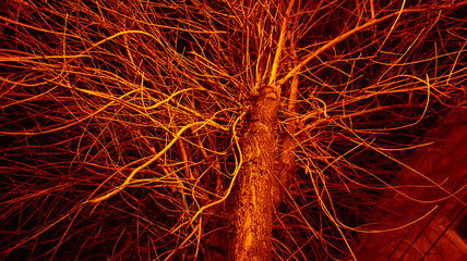  tree illuminated with red light
