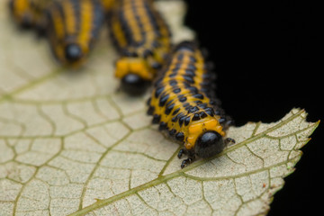 A group of sawfly larva on leaves (selective focus) 