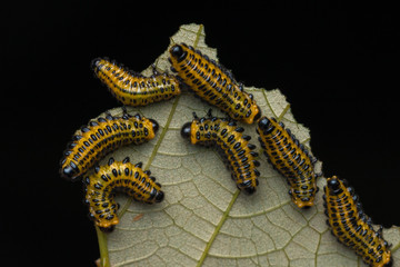 A group of sawfly larva on leaves (selective focus) 