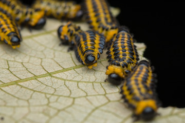 A group of sawfly larva on leaves (selective focus) 