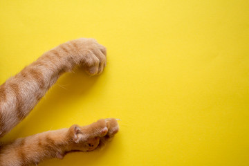 Cute Ginger tabby cat's feets on yellow background