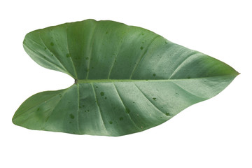 Green tropical leaf on white background work with save paths in file
