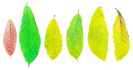 cocoa leaf on a white background