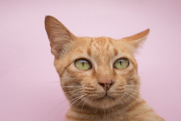 Fototapeta na wymiar Cute Ginger tabby cat on Pink background