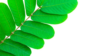  green leaf on white with space for text