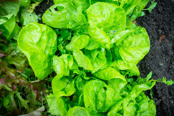 Salad growth in the garden. Selective focus.