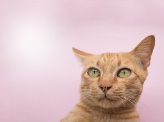 Cute Ginger tabby cat on Pink background