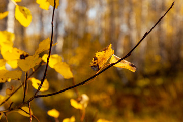 Branches with leaves in the garden. Selective focus.