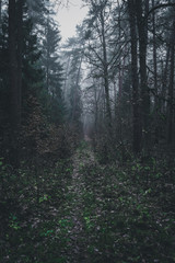 Dark bushes in the misty forest. Late autumn afternoon. Magic trees around.