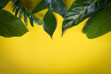 Green tropical leaf on yellow background design for eco background or jungle wallpaper background