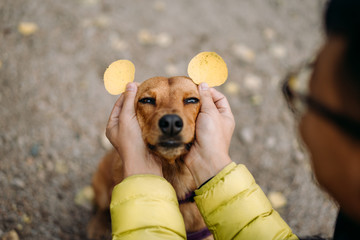 dog with aspen leaf ears