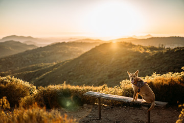 dog on bench at sunset