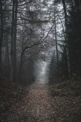 Moody, dark forest path covered with plenty of old leaves, mysterious trees. Autumn afternoon.