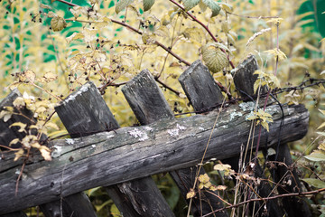 Old wooden fence. Selective focus. Shallow depth of field.