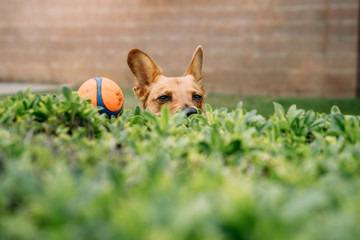 dog with ball suspicious look - 233315202