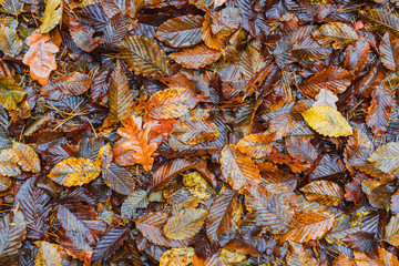 Forest ground covered with colorful autumn leaf carpet.