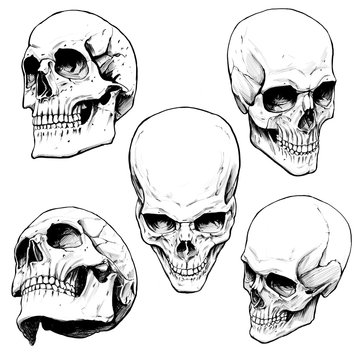 collection of painted skulls